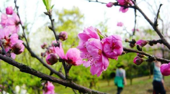 重庆6条都市观光线路载你赏花 开往春天的公交车来了