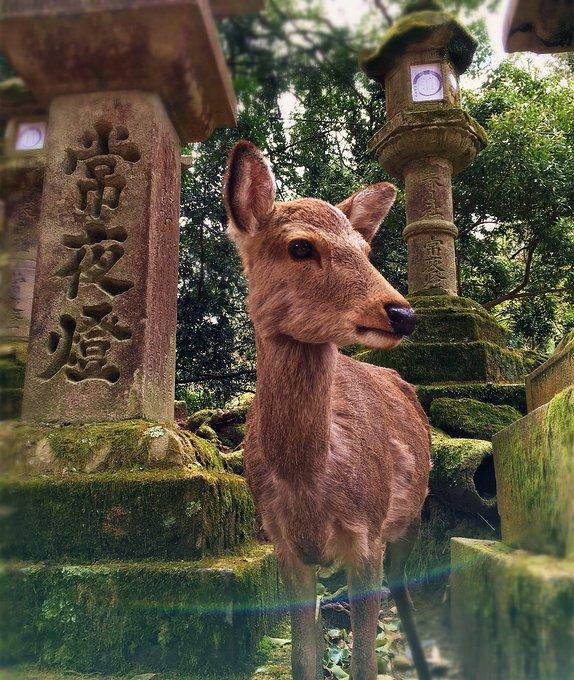 日本拍照最佳景点 日本有什么好吃的